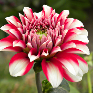 Fundraising Page: Elizabeth Colby